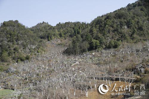 种在大石山区里的核桃