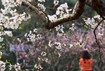 京城赏花正当时