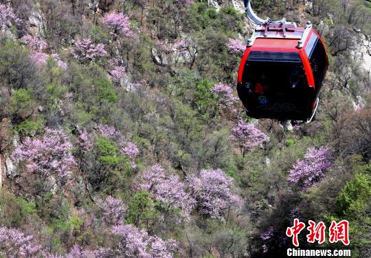 半山腰山花烂漫 王中举 摄