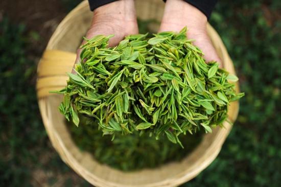 新茶需要退火！放一放再喝香气更浓