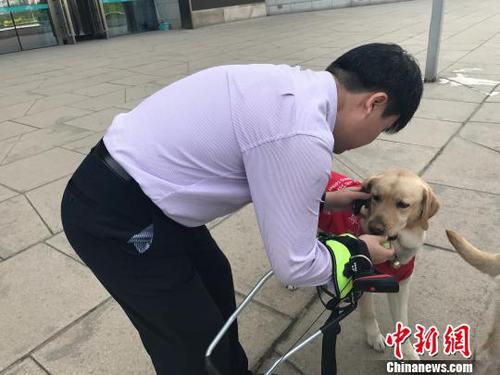 导盲犬的主人给其喂食物。　杨静 摄