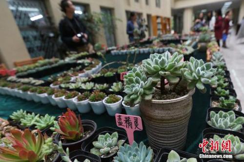 资料图：多肉植物。<a target='_blank' href='http://www.chinanews.com/'>中新社</a>记者 泱波 摄