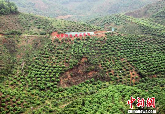 图为百色市右江区永乐镇芒果种植示范区一角。　杨志雄 摄