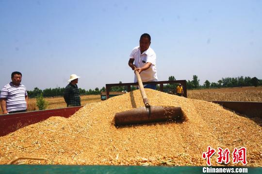 河南的哥横跨千里回乡收麦：有田有粮外出不慌（图）