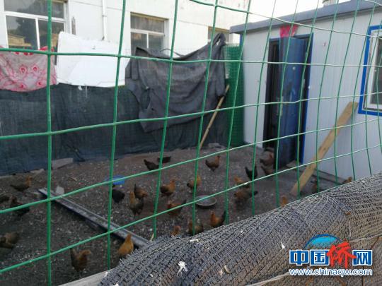 中国侨网沟门前村庭院养鸡采取“企业+集体+农户”的模式，养鸡户由集体补助3500元建鸡棚，每户养鸡户每年可收入1000—2000元。　张崱　摄