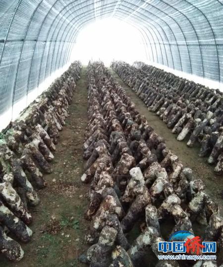 村里目前共建成80座香菇大棚，养殖16万株菌棒。　张崱 摄