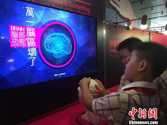 观展的学生们学习脑部功能知识。陈秋霞 摄