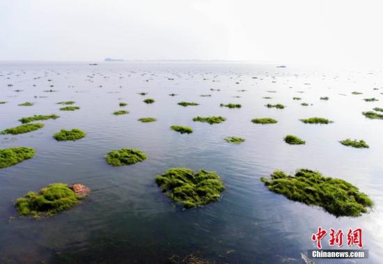 资料图：航拍鄱阳湖都昌印山附近的草洲被水淹浸画面，水面扩大，烟波浩渺。傅建斌 摄