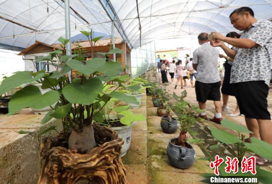 地瓜盆景吸引众多游客关注拍摄。　黄水林 摄
