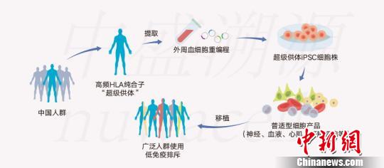 俞君英团队通过技术攻关配型iPSC细胞系原理图。　中盛溯源供图 摄