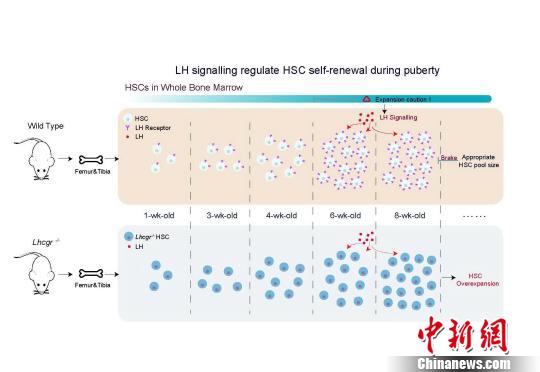 上海科学家揭示造血干细胞调控激素或可干预白血病