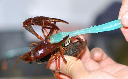 消暑美味小龙虾怎么吃才健康？