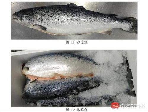 冷冻、冰鲜三文鱼（来源：《生食三文鱼》编制说明）.jpg