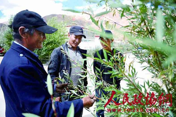 旺扎最关心的是他给村里栽植的那些树，他要和这些树一起守护国门(1)