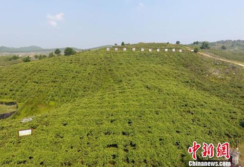 图为罗城县天霜毛葡萄基地一角。　韦如代 摄
