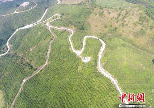 图为罗城县天霜毛葡萄基地一角。韦如代 摄