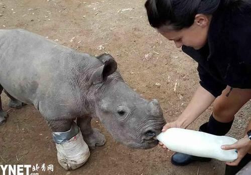 白犀牛宝宝为护母亲中箭 受重伤仍死守妈妈尸体