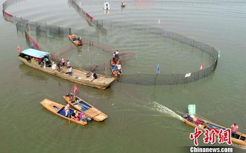 收拢大网。　陈新　摄