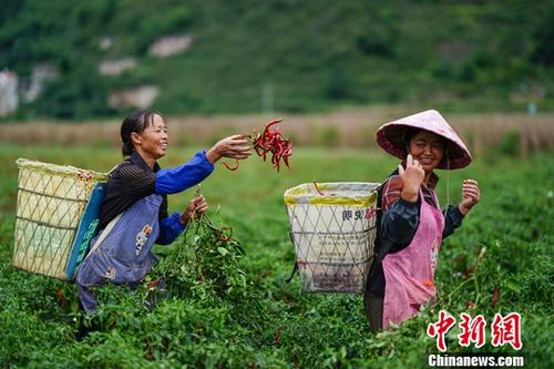 9月26日，贵州镇宁扁担山镇蔬菜基地，菜农在田间采摘辣椒。近日，正值贵州省镇宁县扁担山镇蔬菜基地各类蔬菜采摘上市时期，菜农田间地头采摘忙。<a target='_blank' href='http://www.chinanews.com/'>中新社</a>记者 贺俊怡 摄