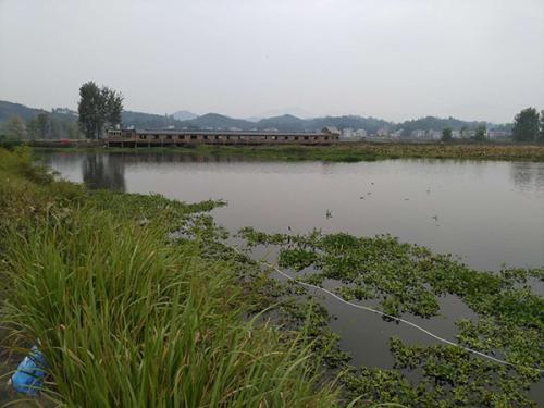 水塘只有一米多深，水面漂着水葫芦。 澎湃新闻记者 明鹊 图