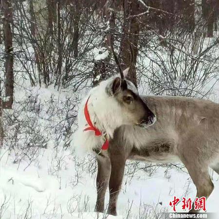 图为雪中驯鹿。　张玮 摄