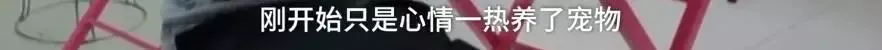 济南现共享宠物狗：养一天收费30元 不想养了就退 