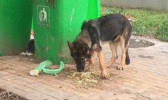 警犬两次“被盗”究竟是“管不住狗”还是“钓鱼执法”