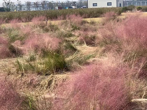 杭州又一花海沦陷:游客跳跃打滚 主播边踩踏边直播
