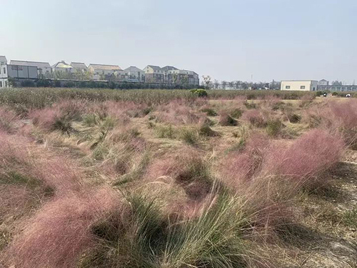 杭州又一花海沦陷:游客跳跃打滚 主播边踩踏边直播