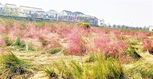 心疼！杭州又一处粉黛花海沦陷，网红竟躺在草地.....劝都劝不住啊