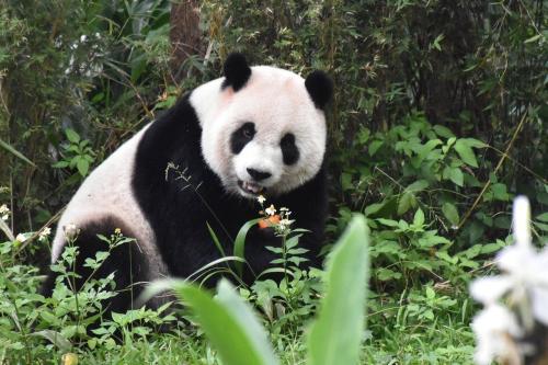 圆仔就是爱热闹！台湾《联合报》/台北市立动物园供图