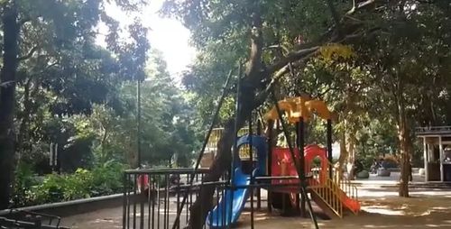 两棵枯树卖了1400多万 大妈懊恼：当柴火烧了好多