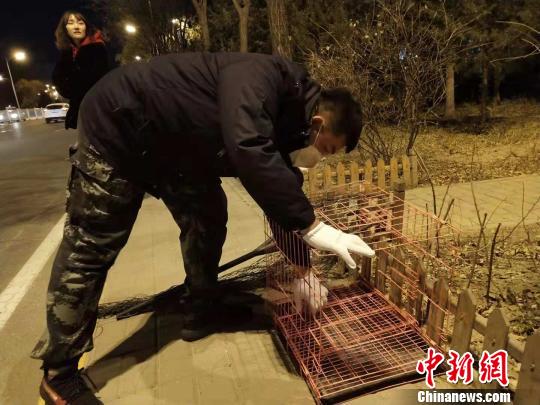 图为志愿者准备抓捕小狗的工具。　张林虎 摄