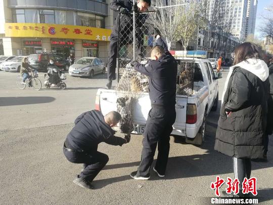 图为警方将小狗抓获。　刘学飞 摄