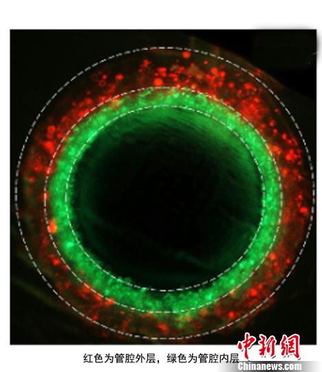 中美医学专家携手取得3D生物打印新进展