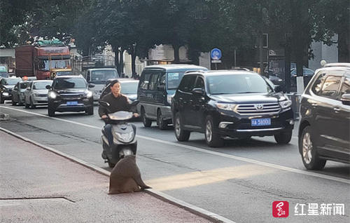 抢手机偷窥咬人...泼猴进城作恶 林业局:保护动物