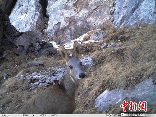 青海玉树州3人非法捕杀国家一级保护动物马麝获刑