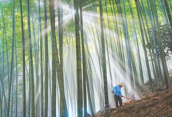 福建省永安市上坪乡龙共村村民在为竹子松土施肥