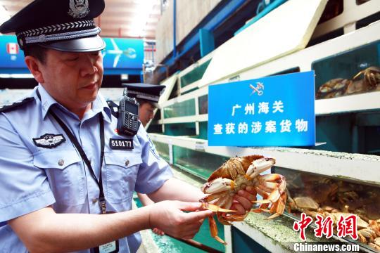 广州海关缉私警察现场插口走私珍宝蟹-　丘永忠 摄