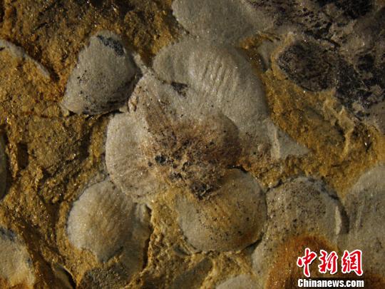 近看“南京花”标本，“花瓣”清晰可见。　南古所 供图 摄
