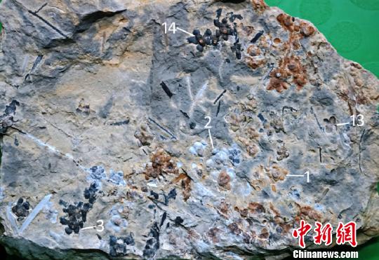 图为“南京花”的标本。　南古所 供图 摄