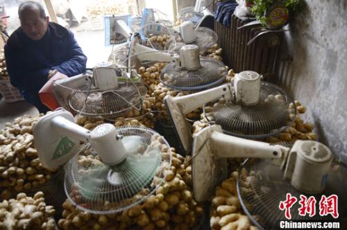 资料图：山西太原蔬菜批发市场，姜贩用多台电风扇风干新鲜潮湿的生姜。<a target='_blank' href='http://www.chinanews.com/'>中新社</a>发 韦亮 摄