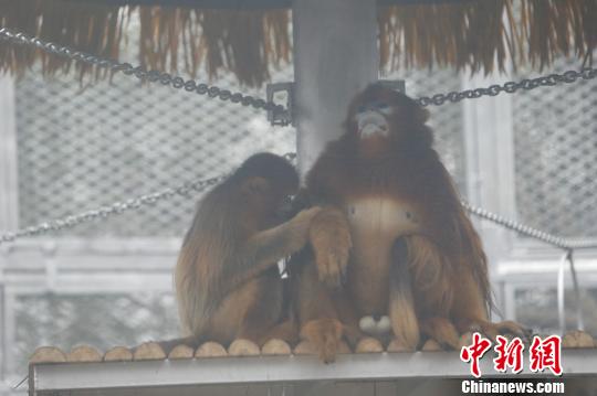 图为玉玉正在给成成梳理毛发。　韩璐 摄
