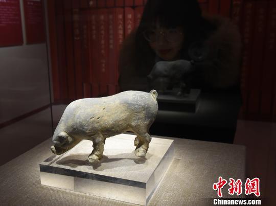 图为《金猪贺岁》展览，观众观看展品。　周毅 摄