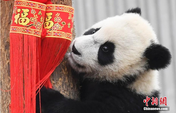 1月31日，11只2018年新生大熊猫宝宝在中国大熊猫保护研究中心卧龙神树坪基地集体亮相，在辞旧迎新之际，为全球人民送上最“软萌”的猪年祝福。它们在工作人员布置的充满新春喜庆氛围的环境里东看看，西闻闻，憨态十足，萌翻全场。安源 摄