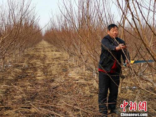 随着子女长大、父母衰老，家中经济压力逐年增大，刘奉智父亲在务工、种庄稼之余，又种了一些桃树，赡养父母、供养子女读书。　郝学娟 摄