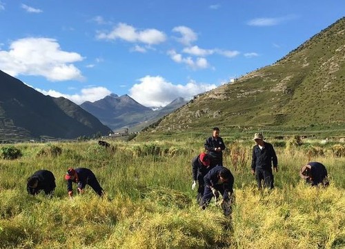 华泰龙公司驻村队员协助当地村民收割农作物