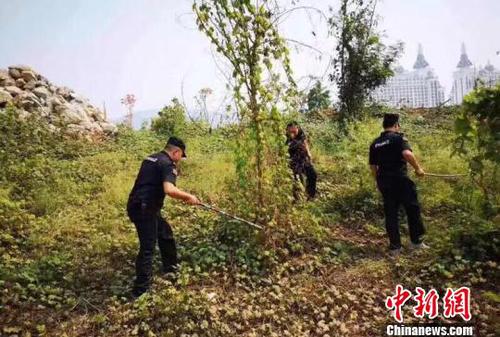 图为森警在岸边搜捕放生蛇。西双版纳州自然资源公安局提供
