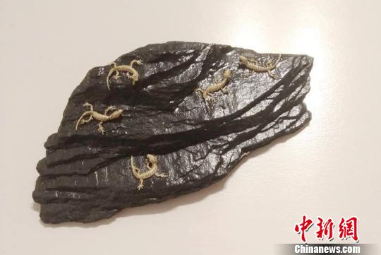 王文定编制的“最小”系列壁虎棕编作品。　张翼 摄