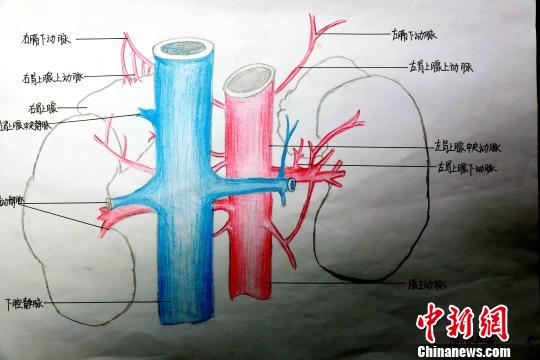 图为肾上腺血管手绘图。　唐楠 摄